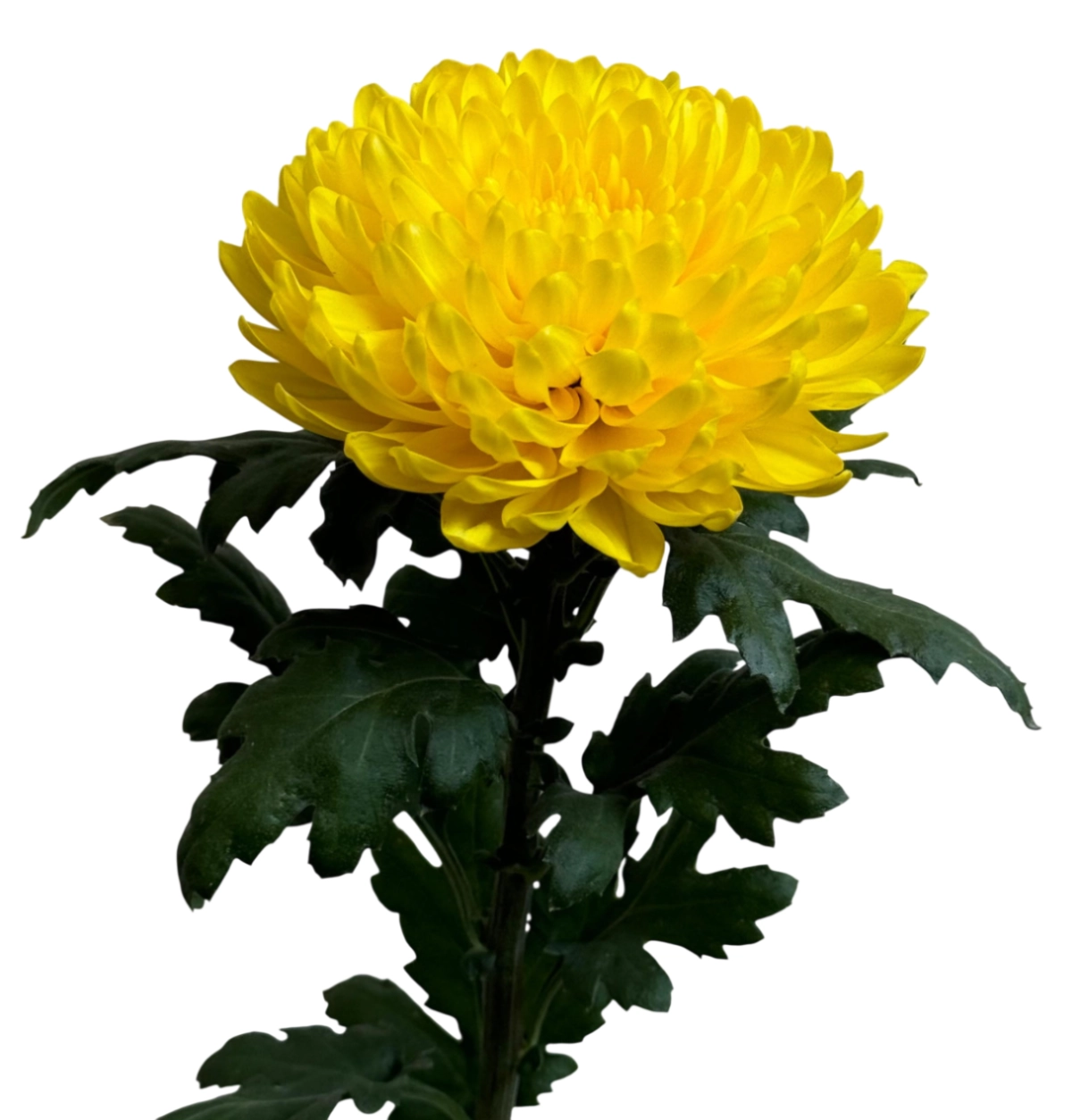 Chrysanthemum vasole