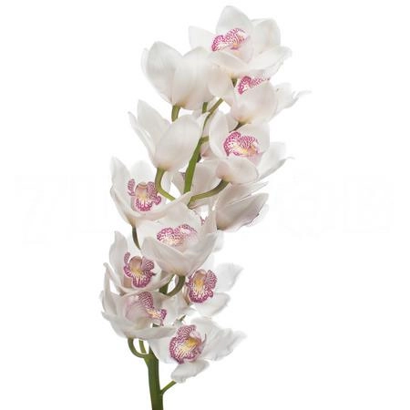 Cymbidium time out
