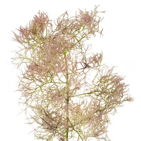 Cotinus young lady