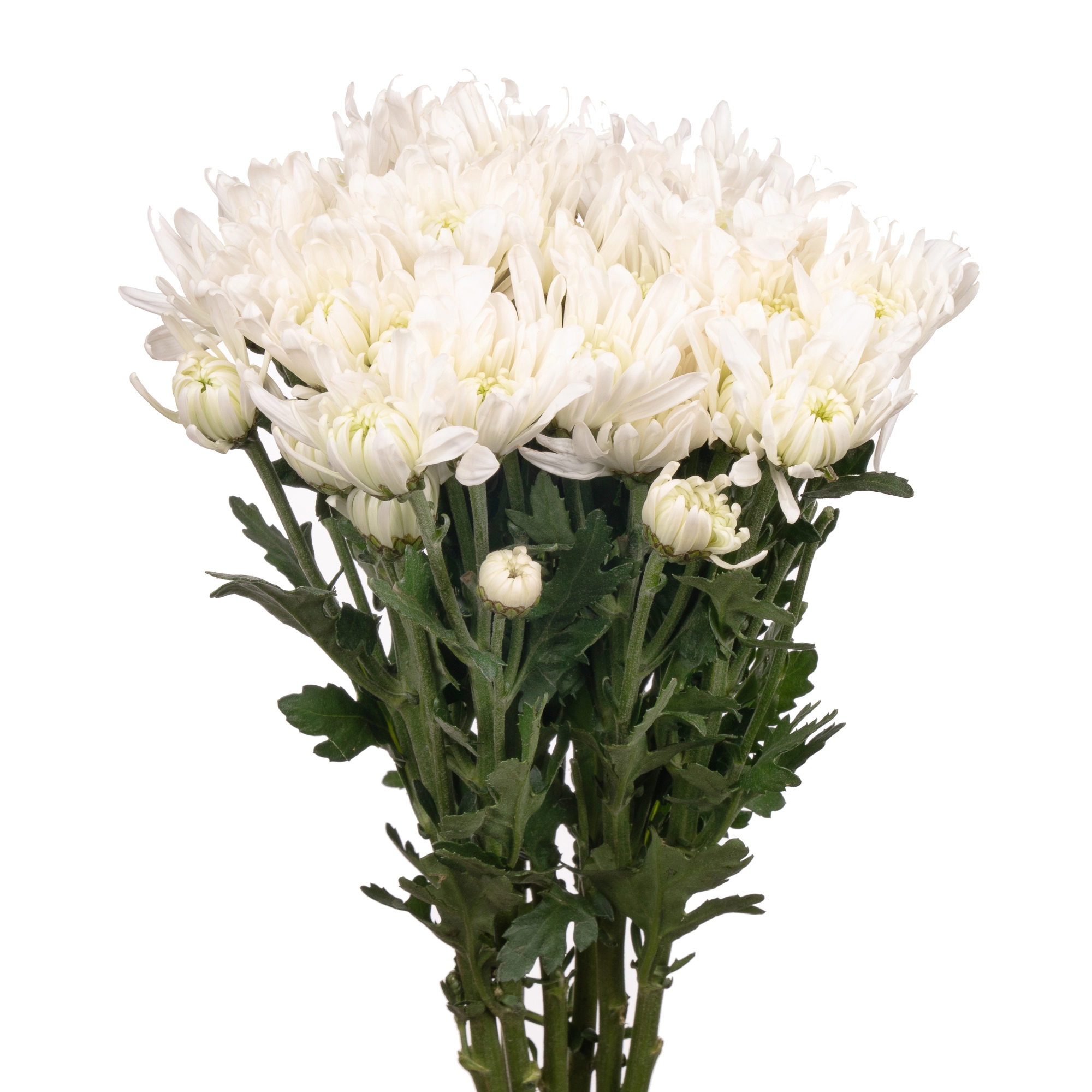 Chrysanthemum spray white | Wholesale flowers, plants and supplies Chrysanthemum spray white