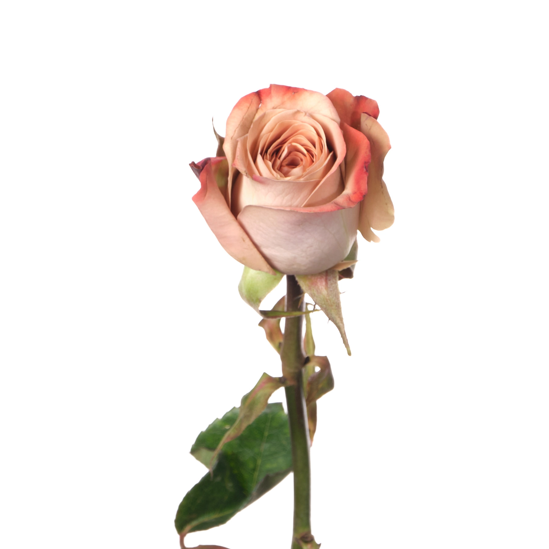 Rose cappuccino