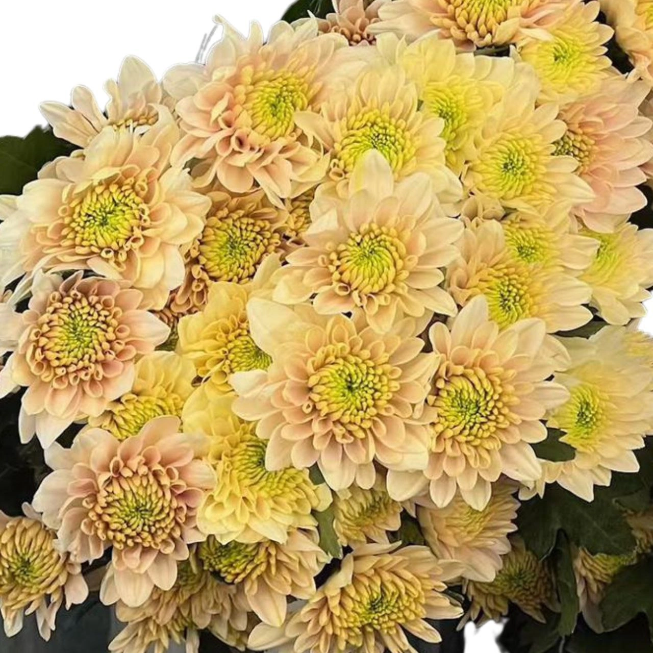 Chrysanthemum santini vanilla salad | Wholesale flowers, plants and supplies Chrysanthemum santini vanilla salad