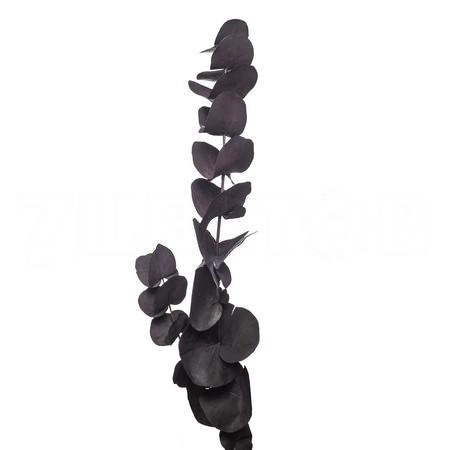 Blad Eucalyptus tinted cinerea brown