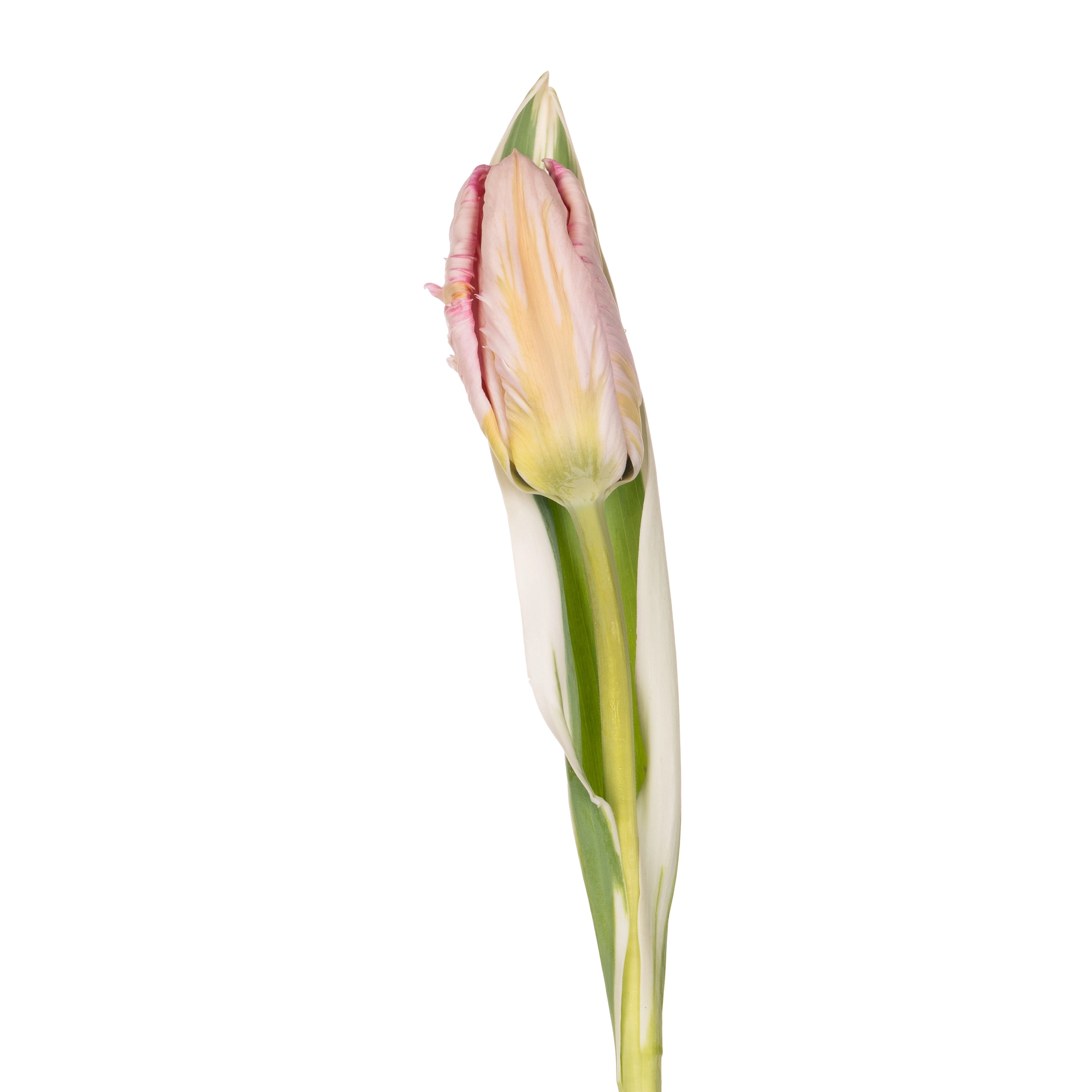 Tulip parrot elzenburg | Wholesale flowers, plants and supplies Tulip parrot elzenburg