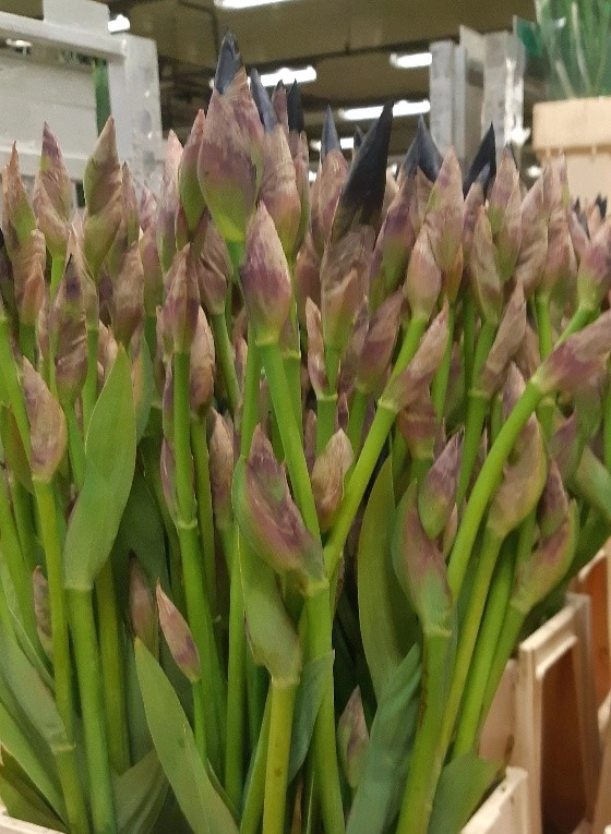 Iris germanica cup race