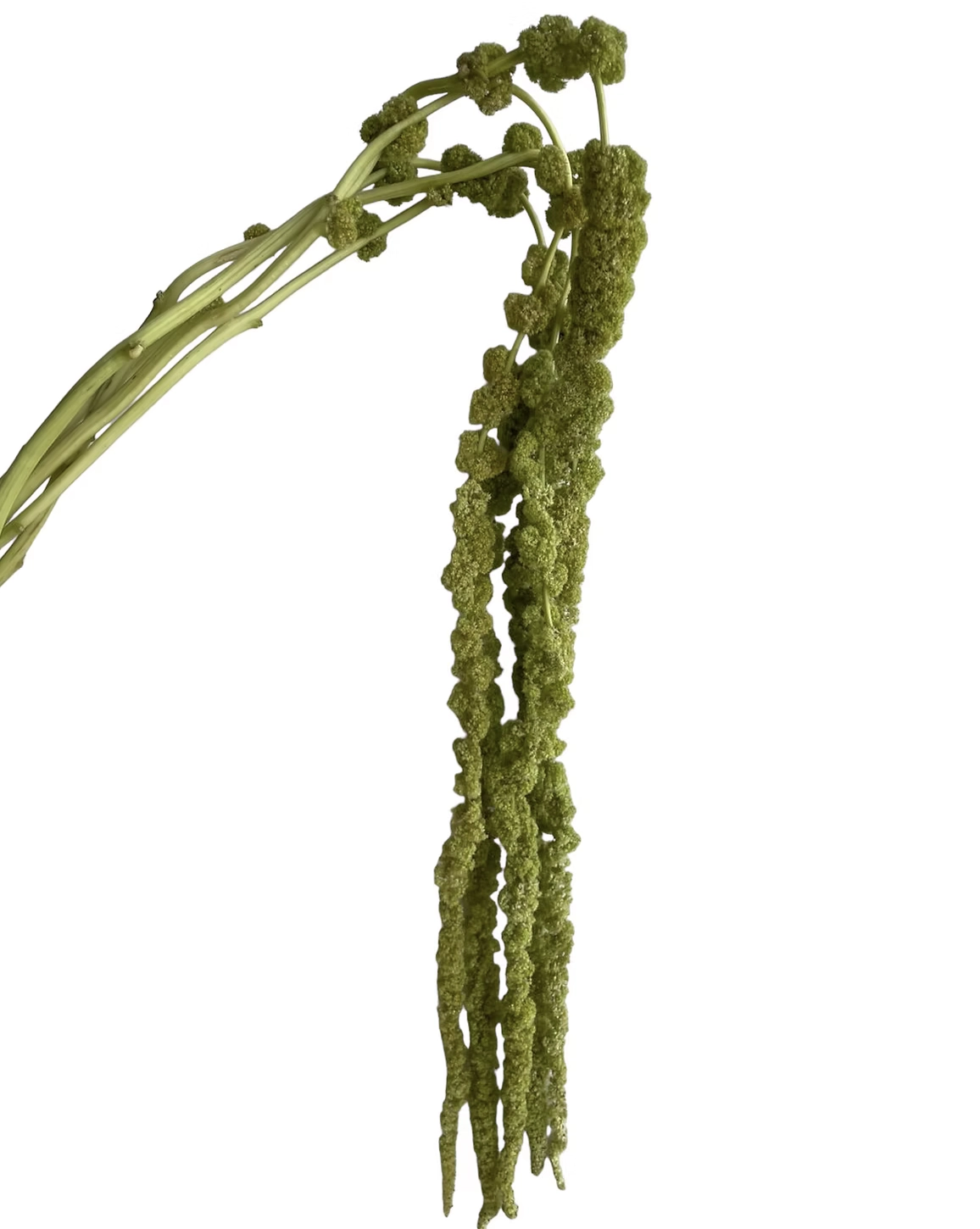 Amaranthus hang groen