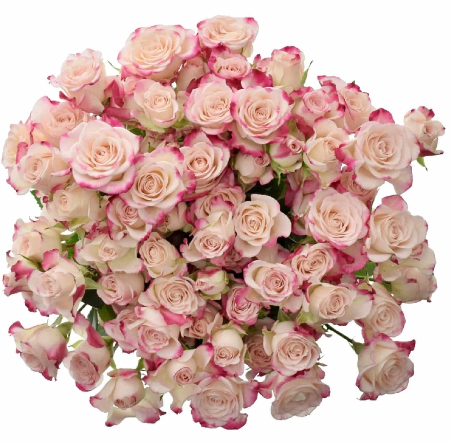 Rose spray reflex | Wholesale flowers, plants and supplies Rose spray reflex