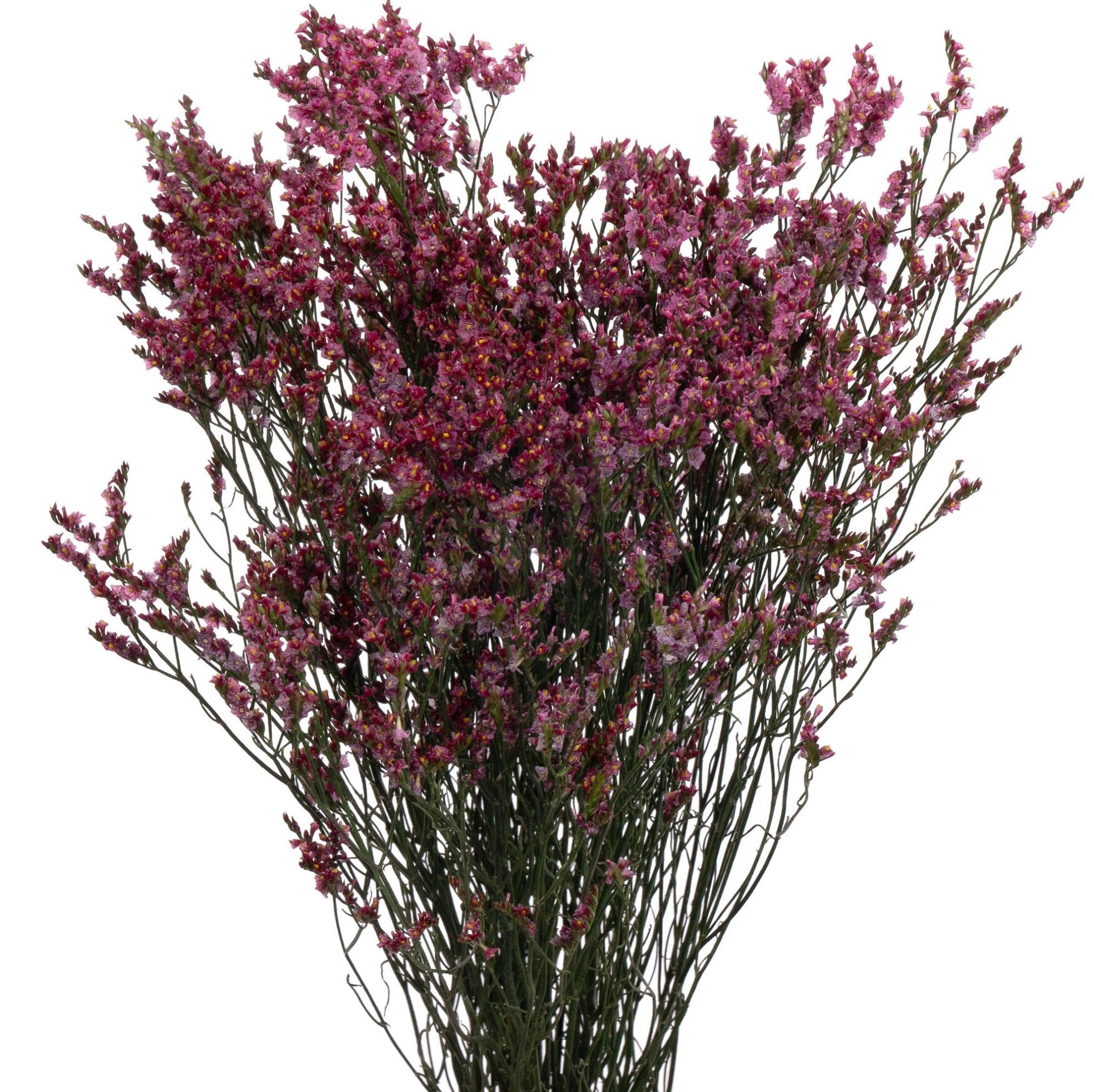 Limonium