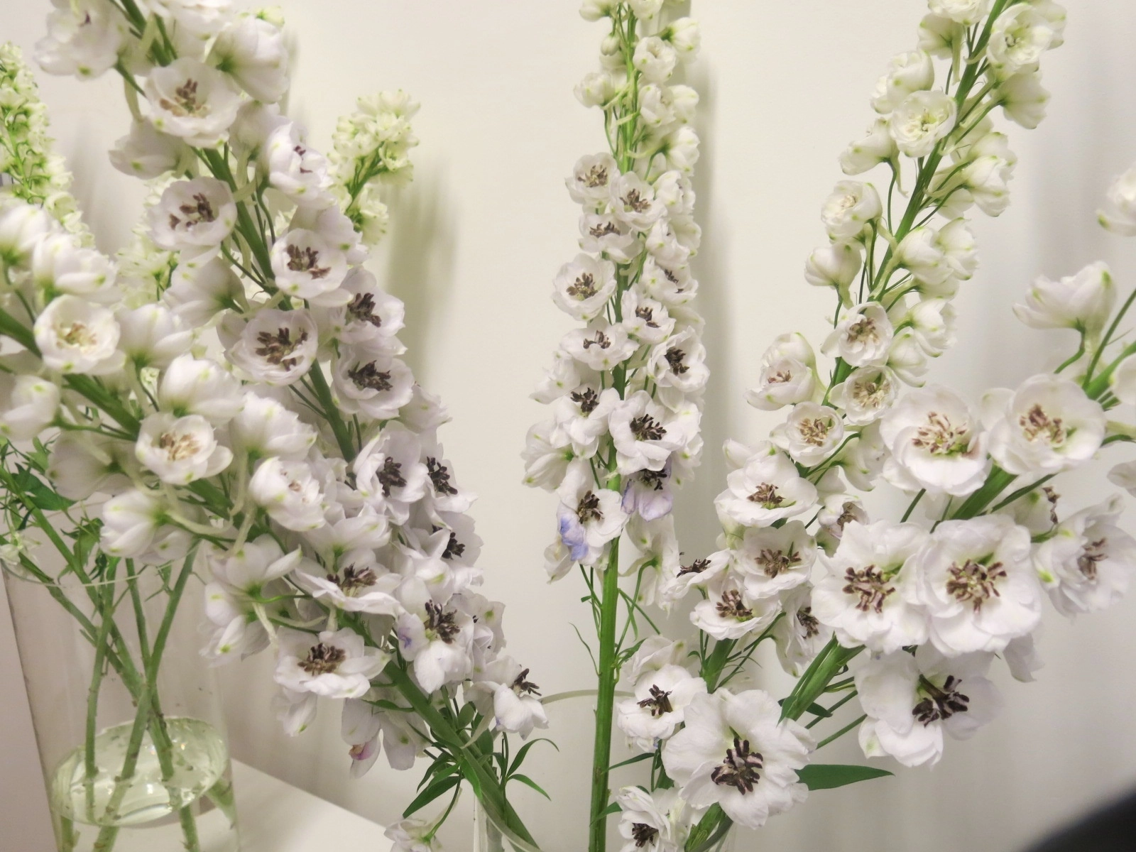 Delphinium white spijker