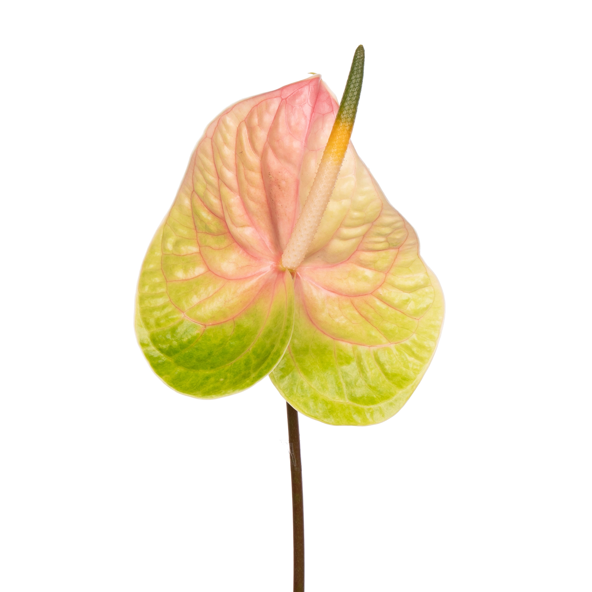 Anthurium lucardi