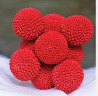 Craspedia tinted red | Wholesale flowers, plants and supplies Craspedia tinted red