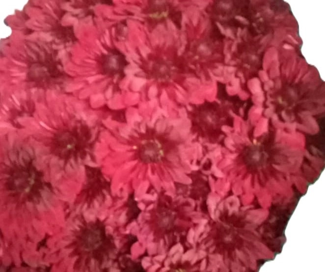 Chrysanthemum spray monza