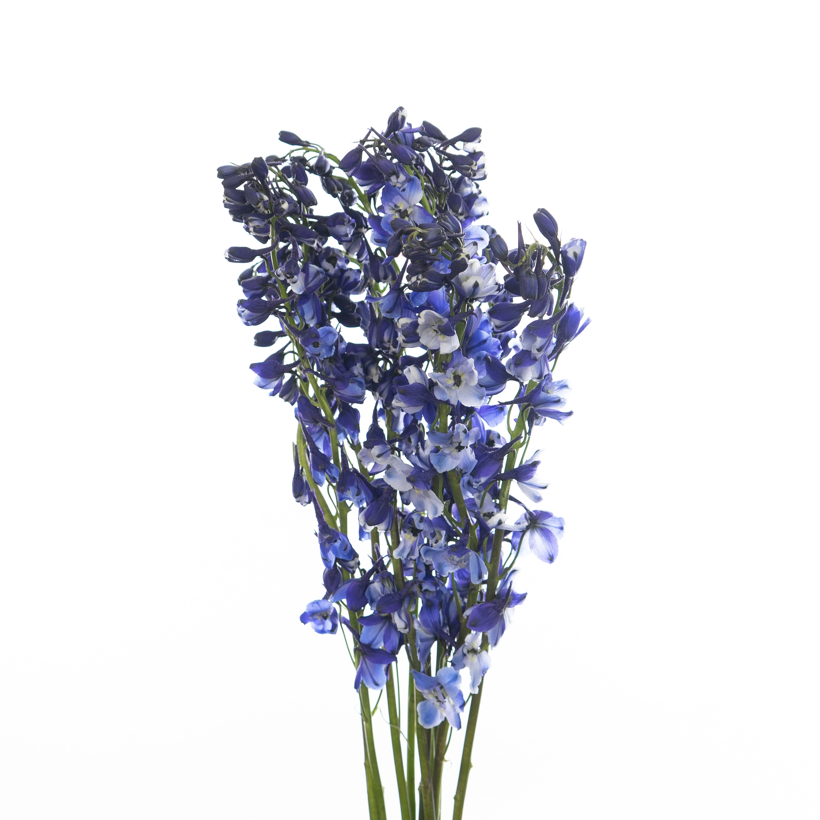 Delphinium enkel sea waltz