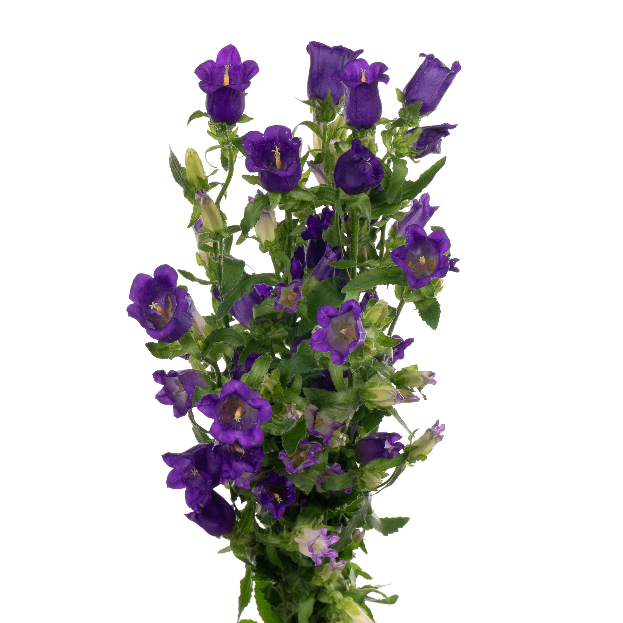 Campanula medium campana deep blue