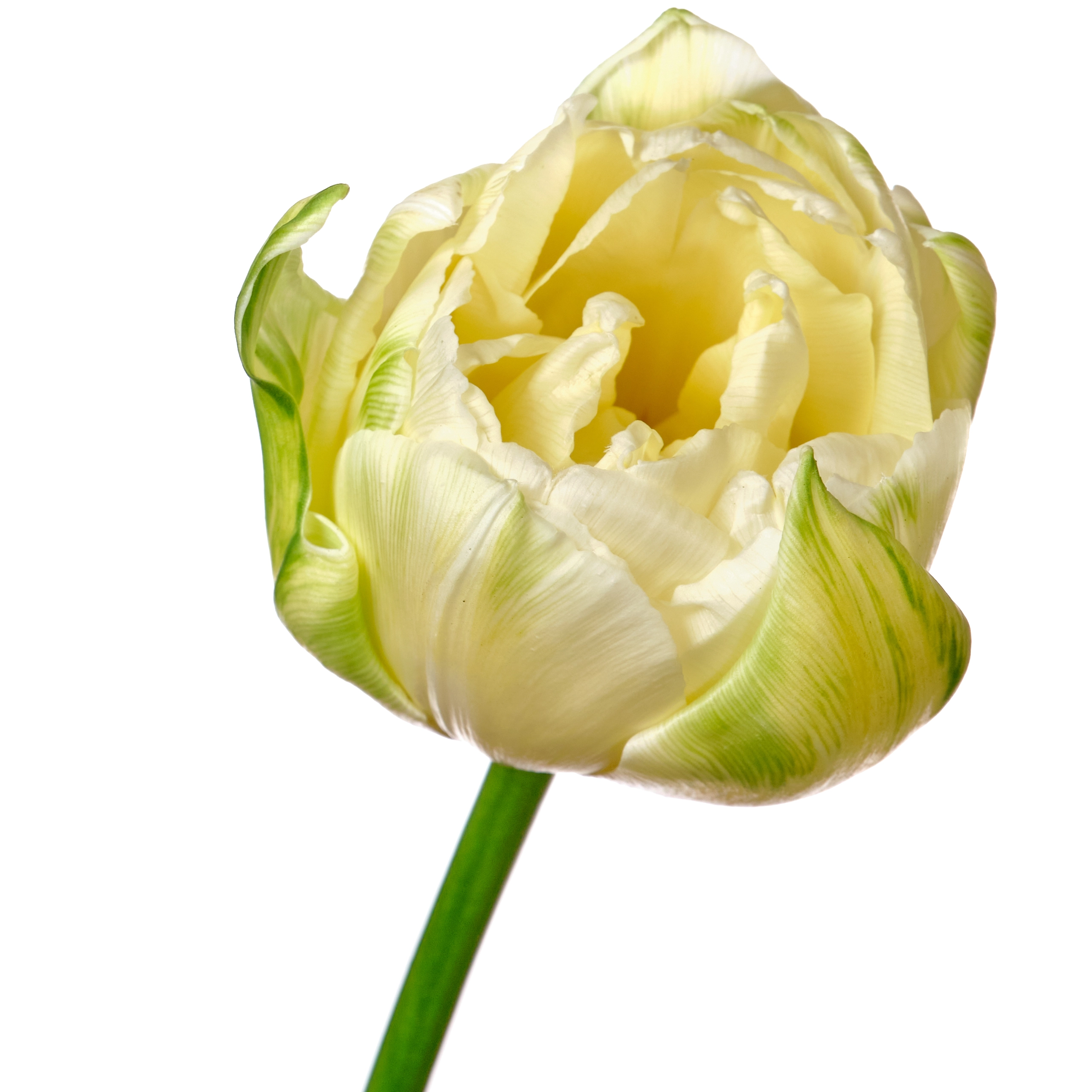 Tulip double maureen