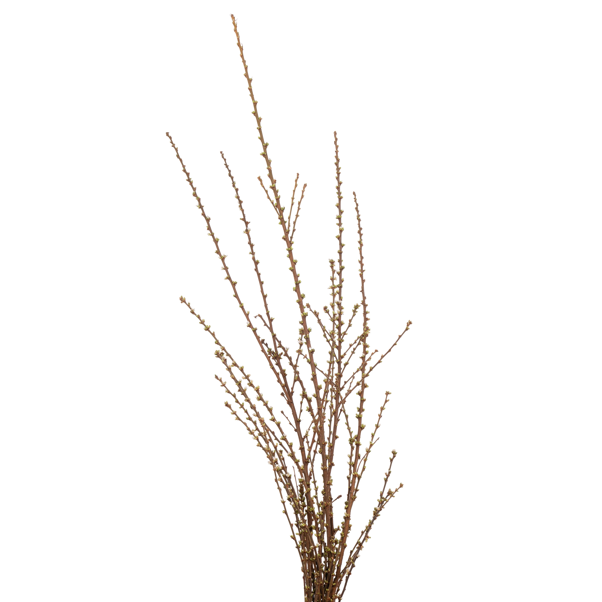 Branch Prunus Triloba flowering pink