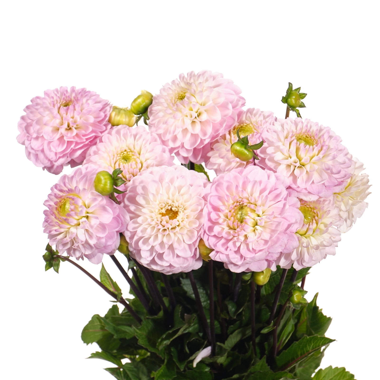 Dahlia wizard of oz