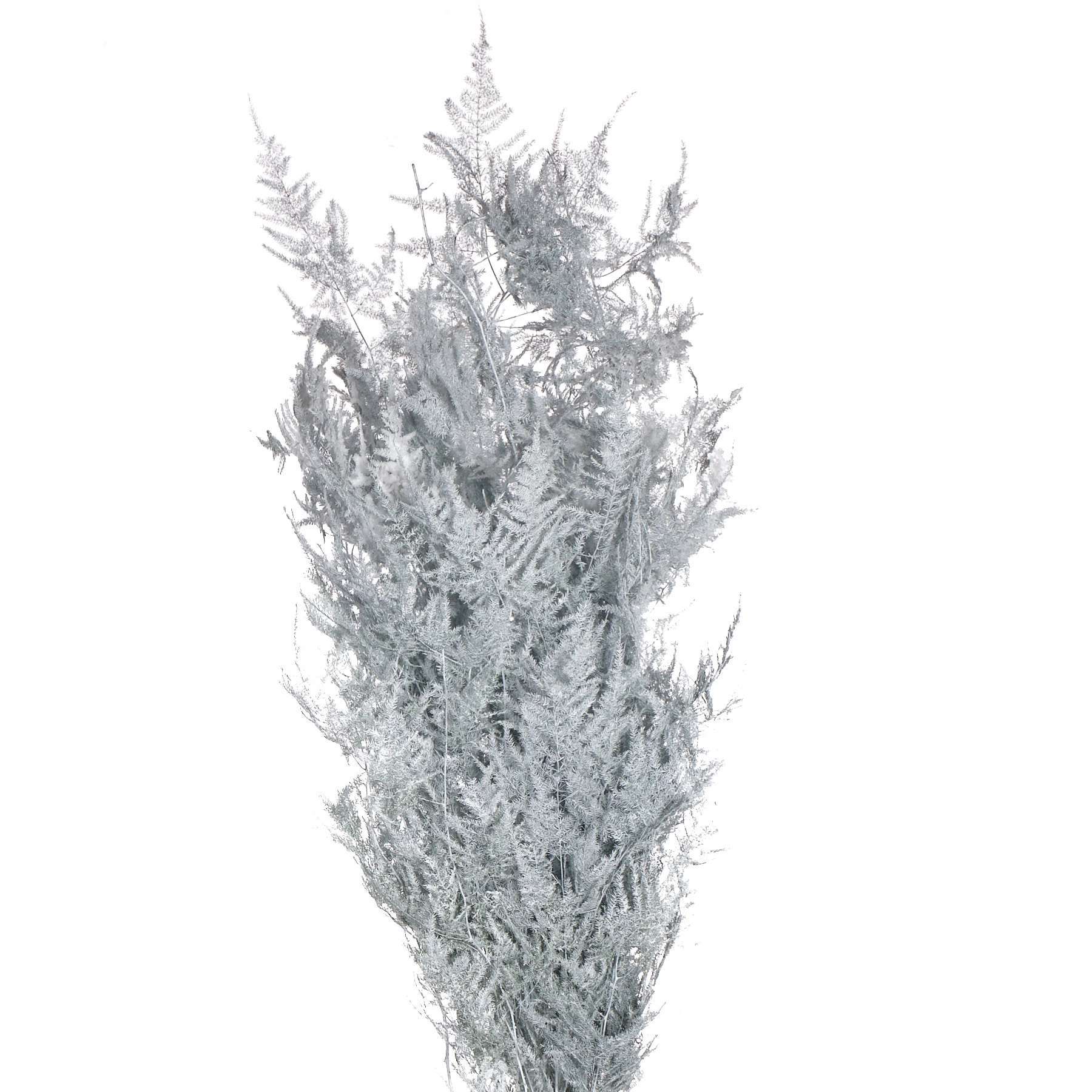 Blad Asparagus dyed white + snow
