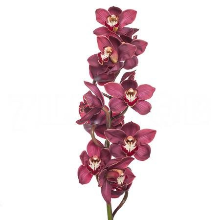 Cymbidium red