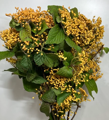 Viburnum yellow
