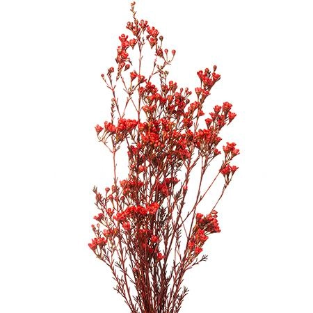 Chamelaucium vrf rood + glitter