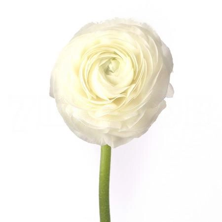 Ranunculus white