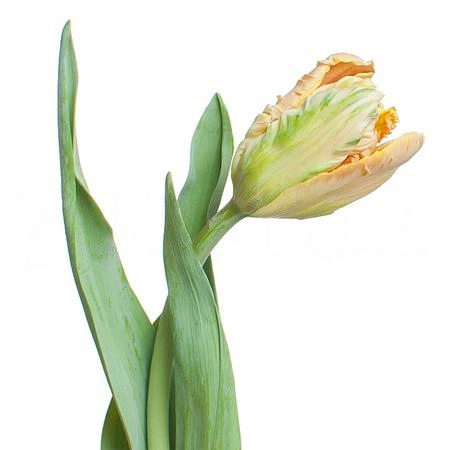 Tulip parrot apricot parrot