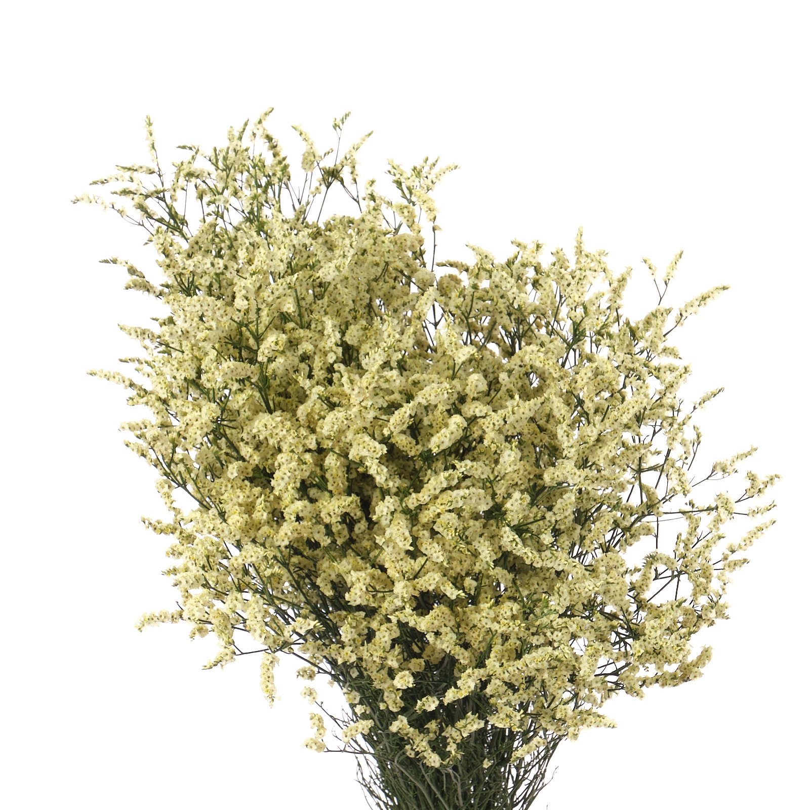 Limonium yellow diamond