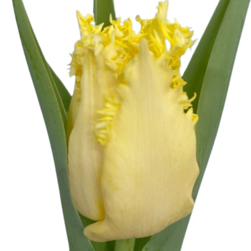 Tulip fringed bloomon