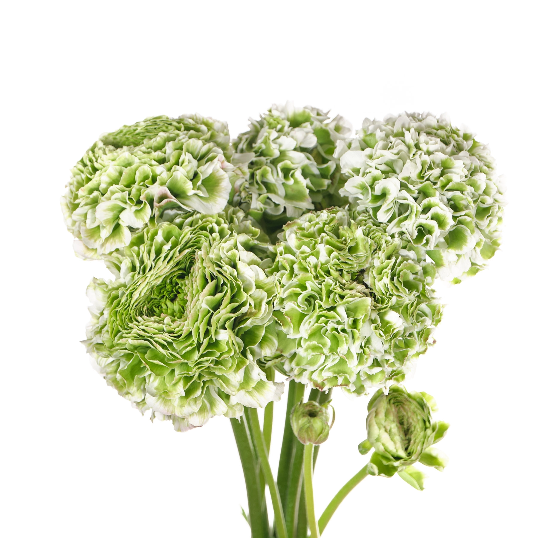 Ranunculus ponpon iglo