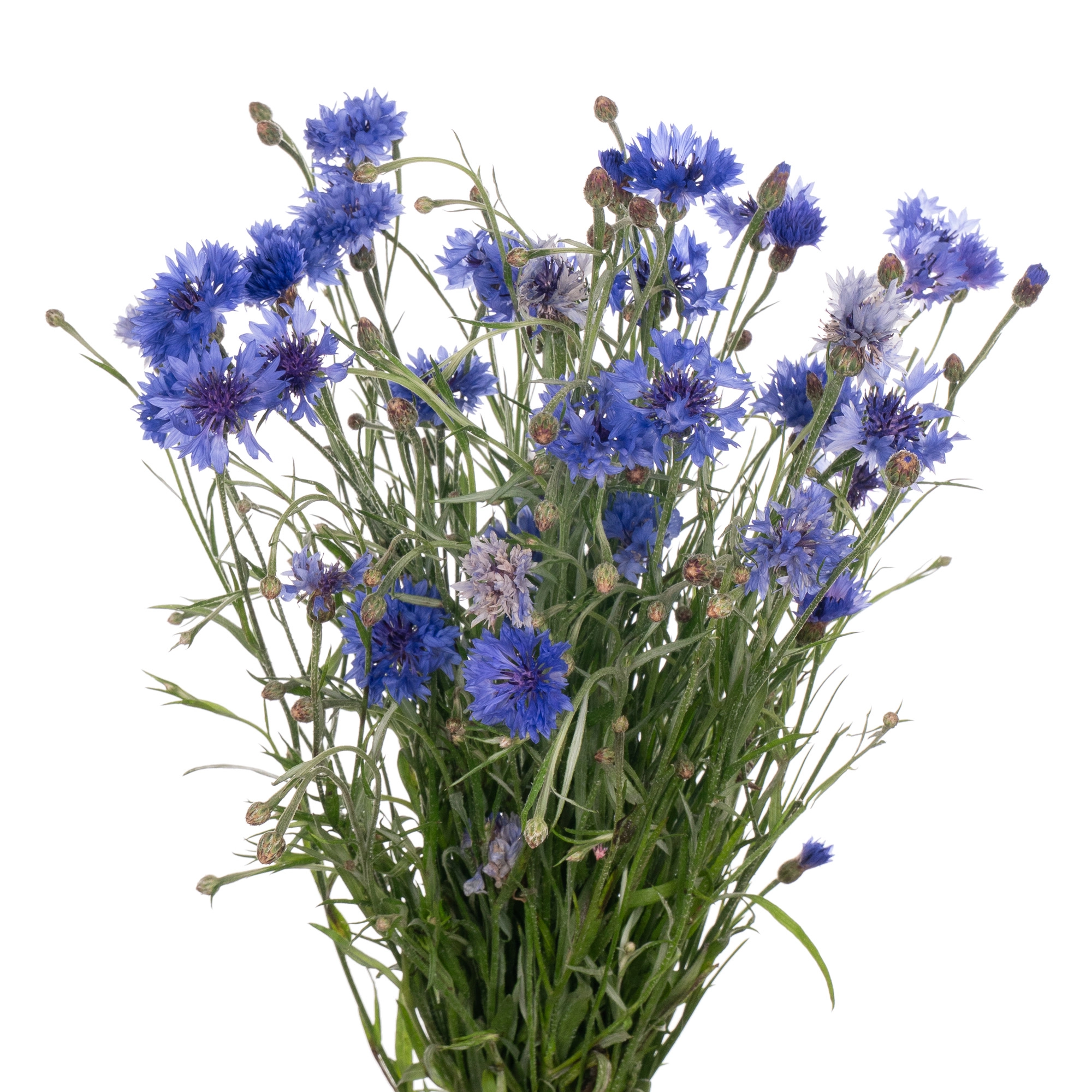 Centaurea cyanus
