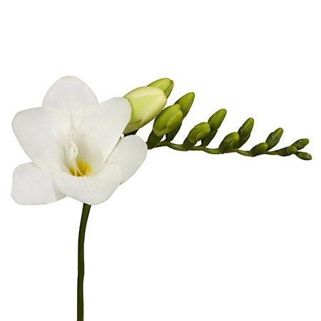 Freesia enkel diamond river