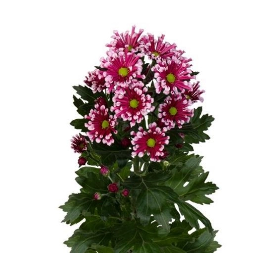 Chrysanthemum spray miri