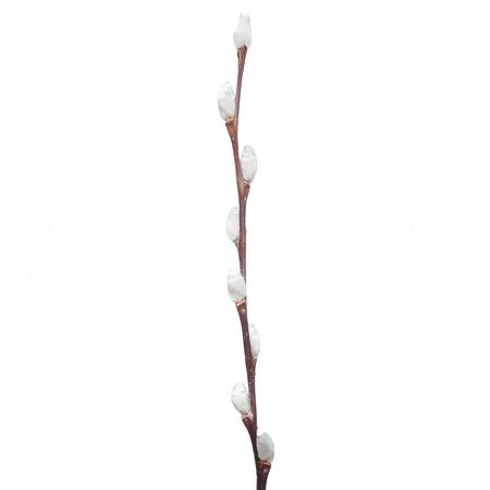 Salix snow flake
