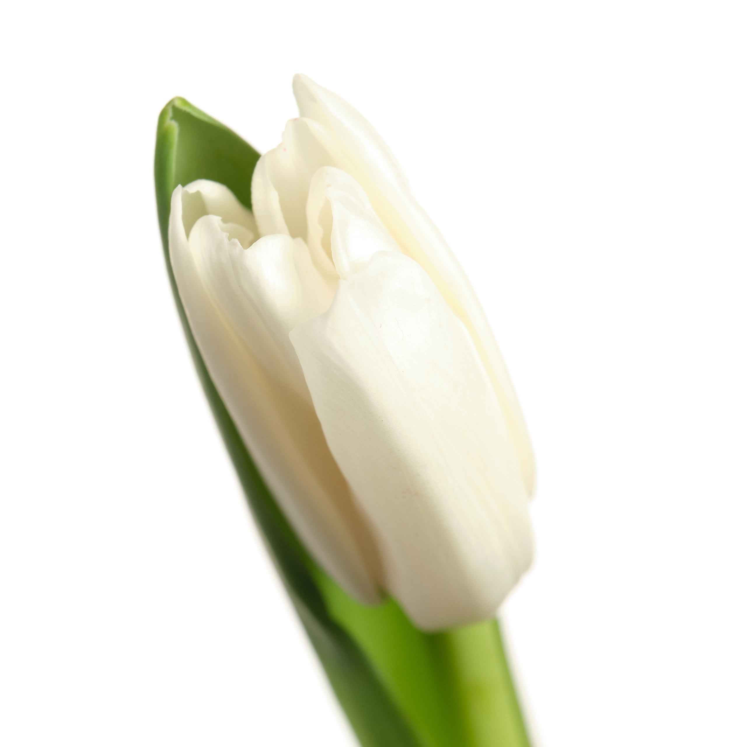 Tulip enkel royal virgin | Wholesale flowers, plants and supplies Tulip enkel royal virgin