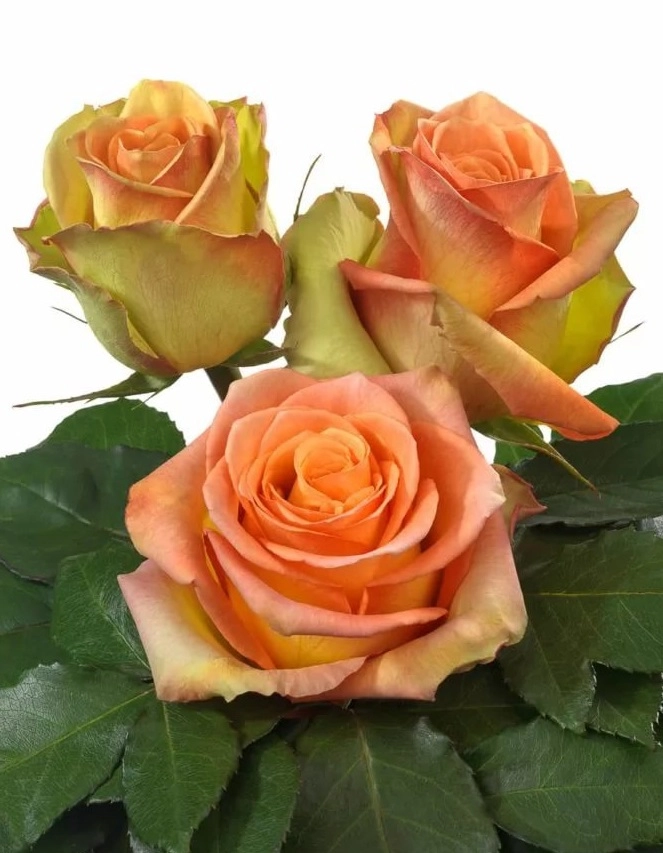 Rose olduvai