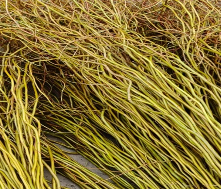 Salix matsudana gold