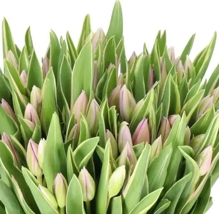 Tulip enkel summer breeze