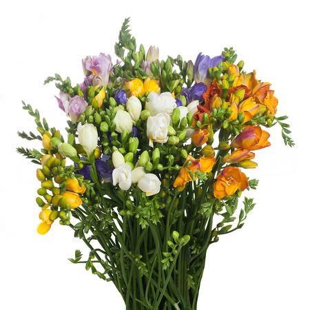 Freesia double mix