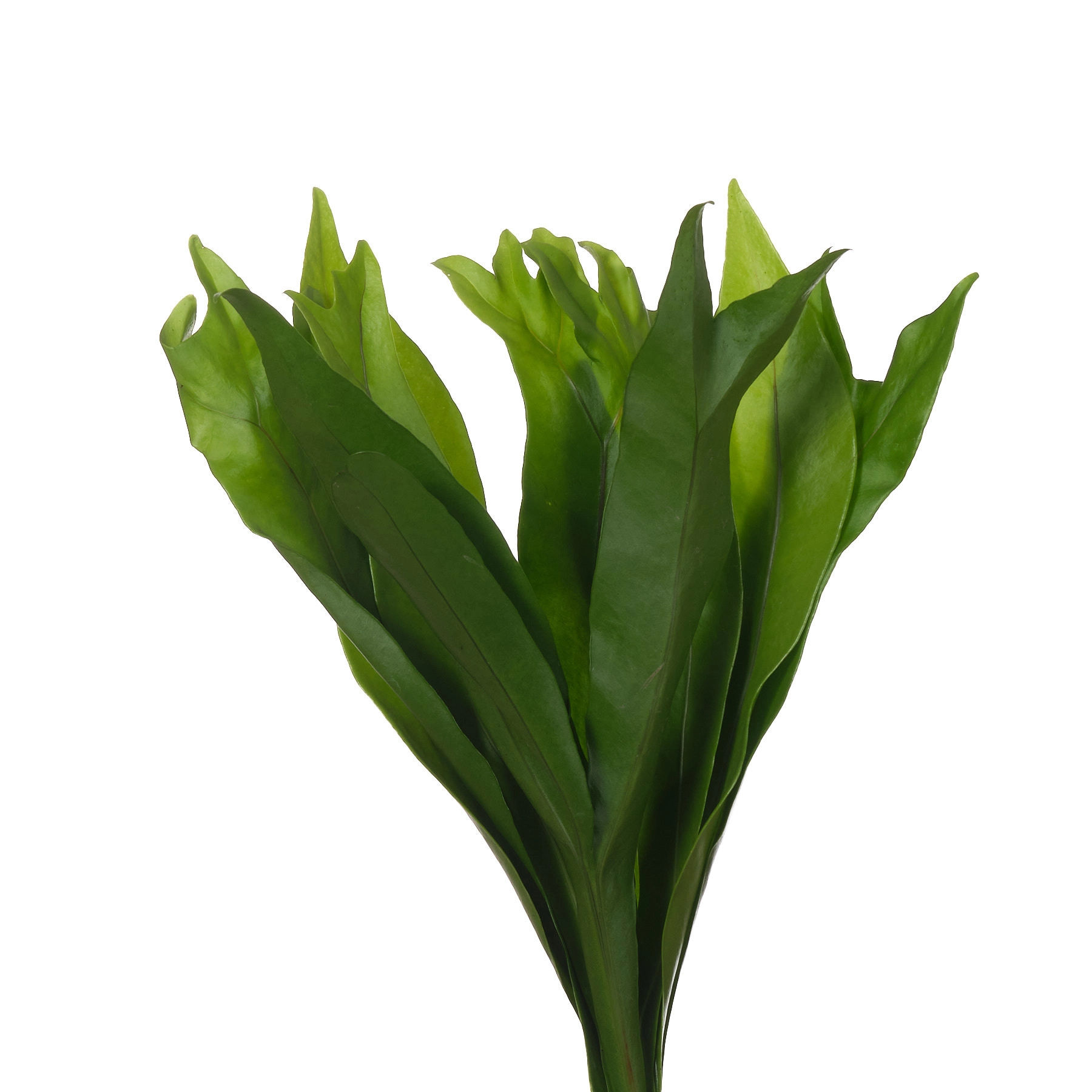 Blad Fern lettuce fern