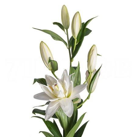 Lilium oriental double snowboard