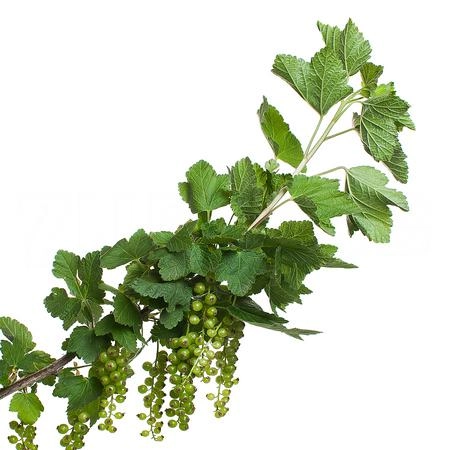 Ribes Rubrum | Wholesale flowers, plants and supplies Ribes Rubrum