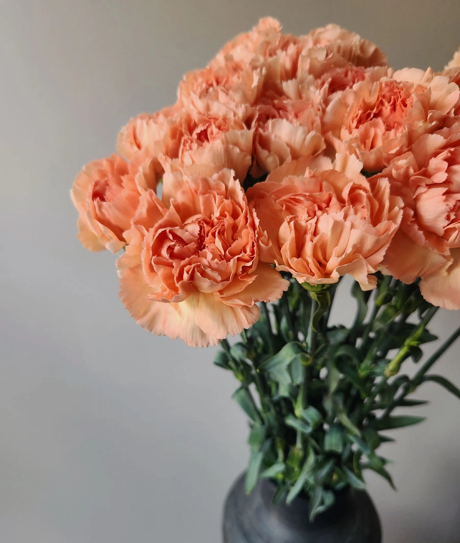 Carnation | Wholesale flowers, plants and supplies Carnation