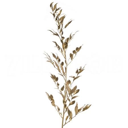 Blad Ruscus tinted italia gold