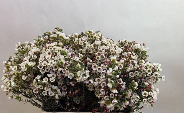 Chamelaucium moonlight delight | Wholesale flowers, plants and supplies Chamelaucium moonlight delight