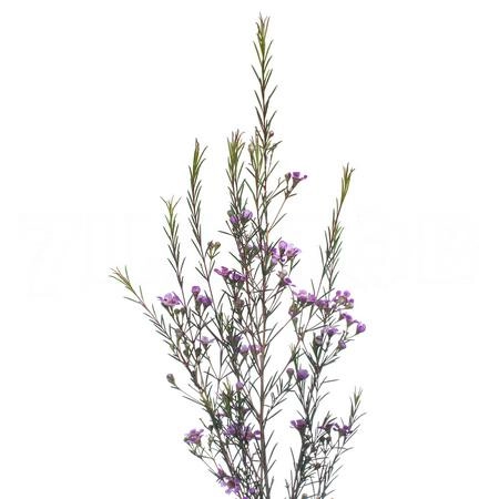 Chamelaucium violet
