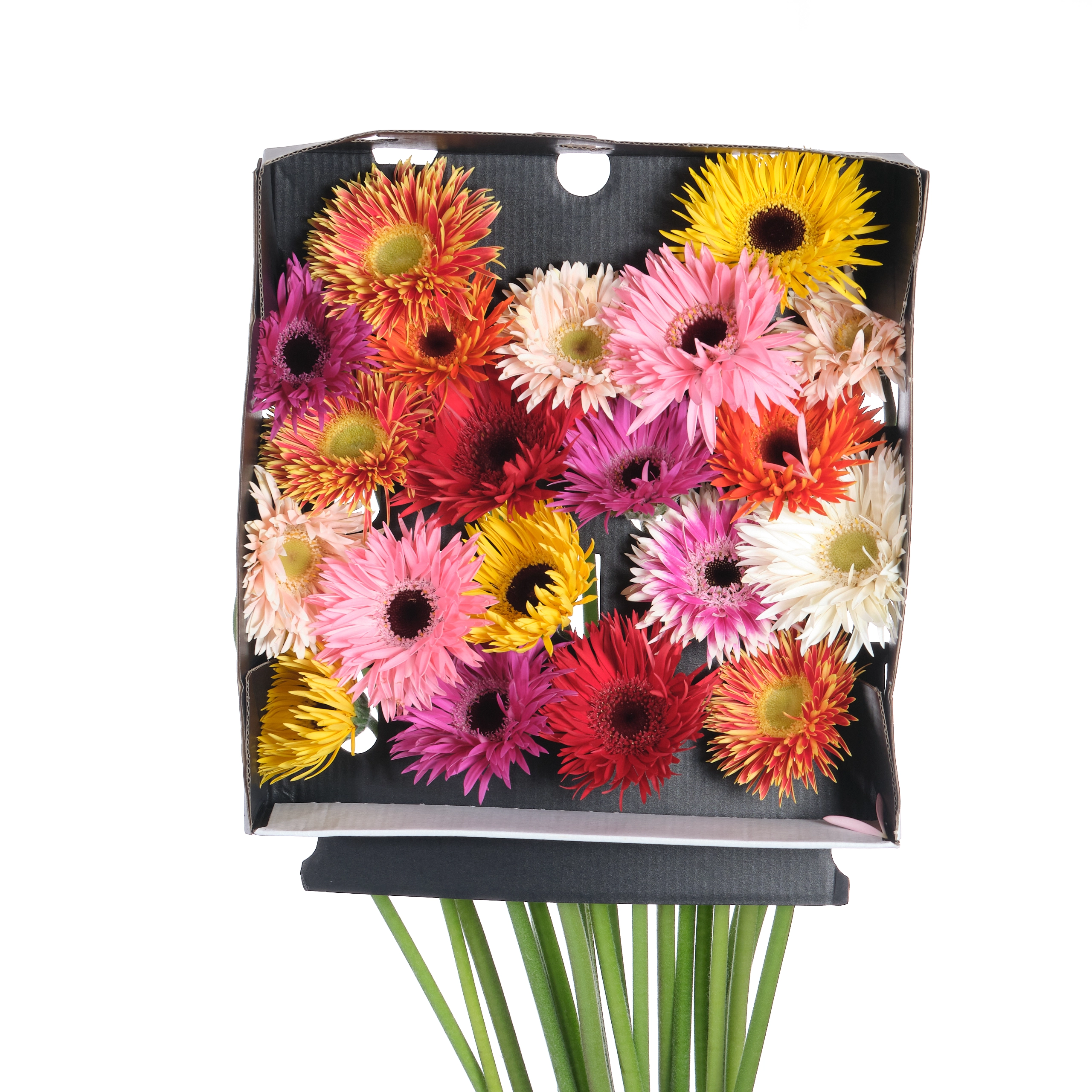 Gerbera mini spider mix