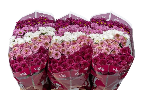 Chrysanthemum santini mix