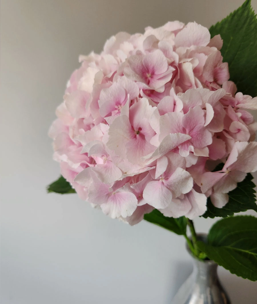 Hydrangia | Wholesale flowers, plants and supplies Hydrangia