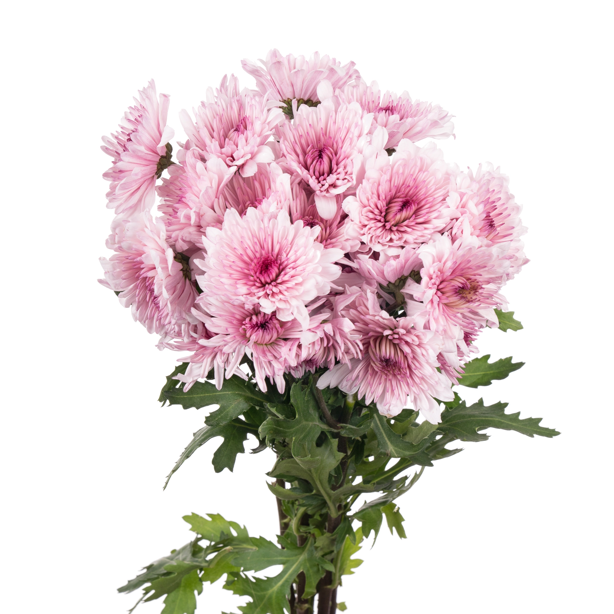 Chrysanthemum spray malibu | Wholesale flowers, plants and supplies Chrysanthemum spray malibu